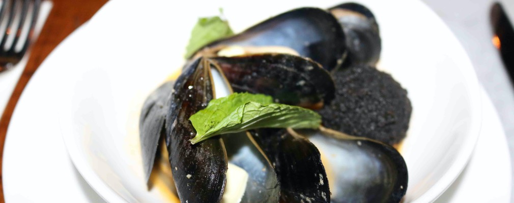 Boston Pammy's 12 sm